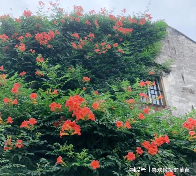 花少5，戒断与探索自然美景的奇妙旅程