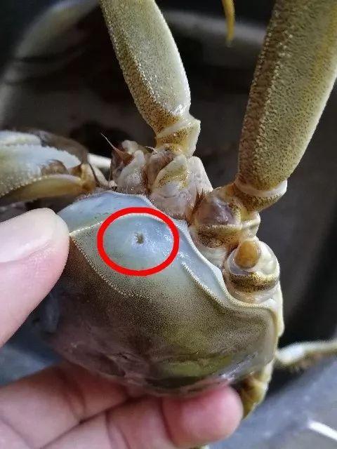 螃蟹小孔注水谣言背后的真相与成长力量探索