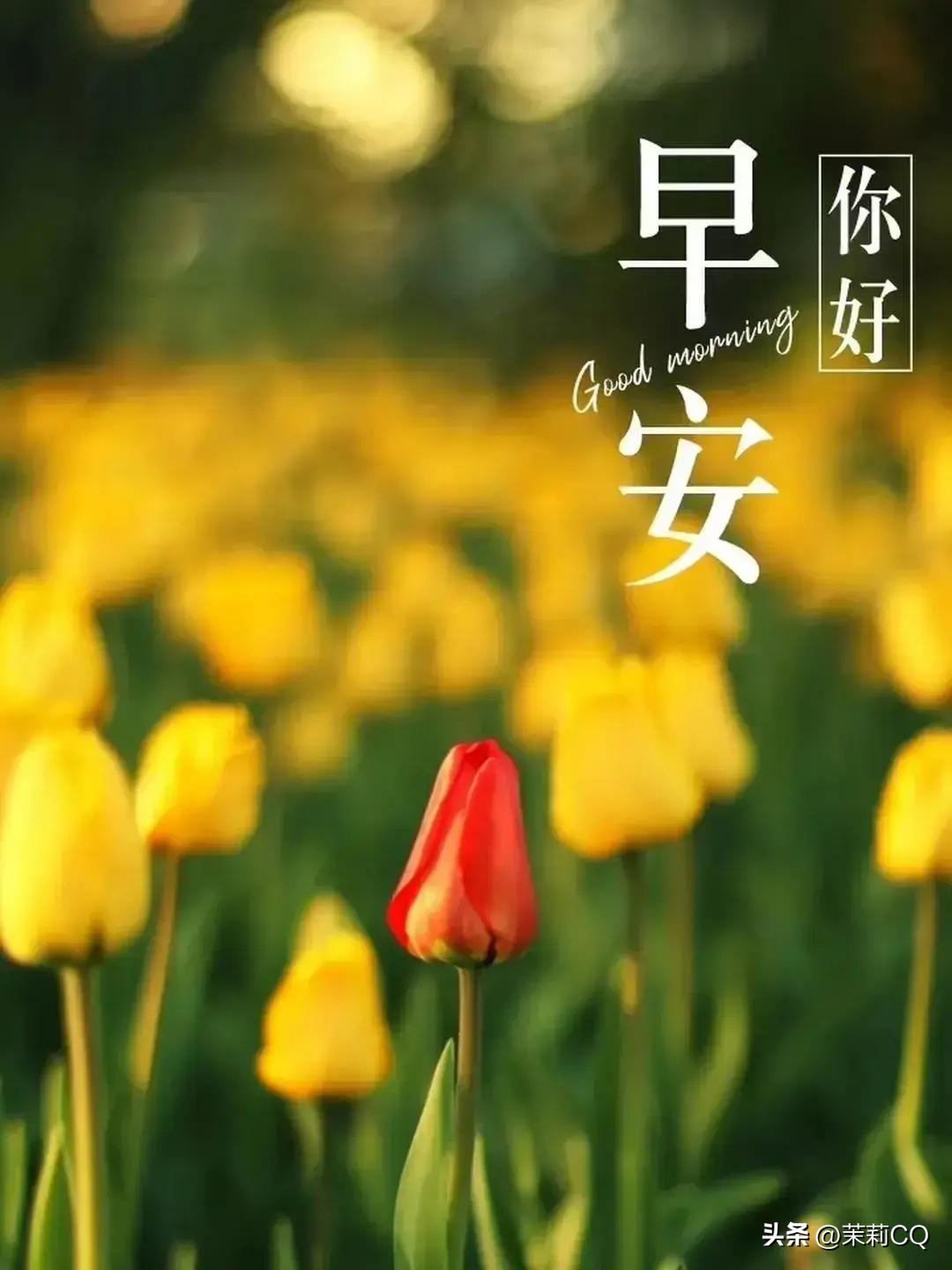 2024天天彩官方指南及全面执行方案_IUM7.56.53触感版