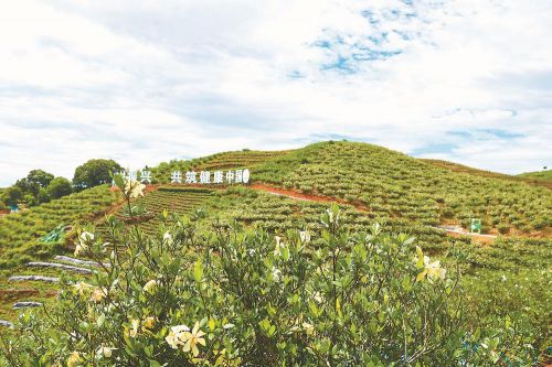 陕西林场改革最新消息,陕西林场改革最新消息，绿色发展的崭新篇章