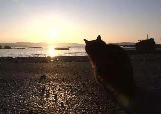 网络时代下的猫咪影像世界，猫片最新网站背景、发展与影响探讨