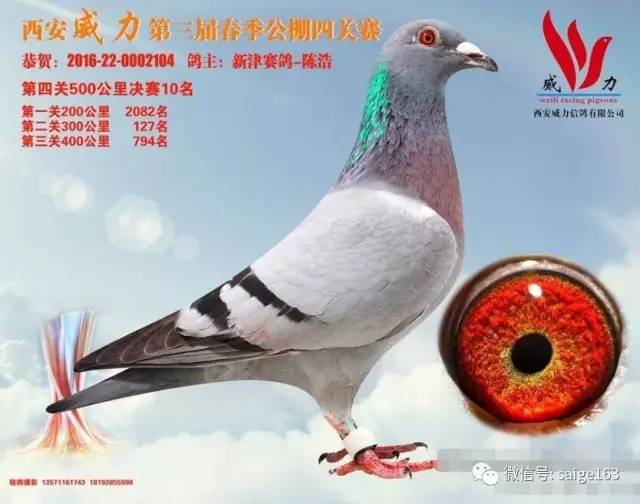 鸽价最新信息及概览
