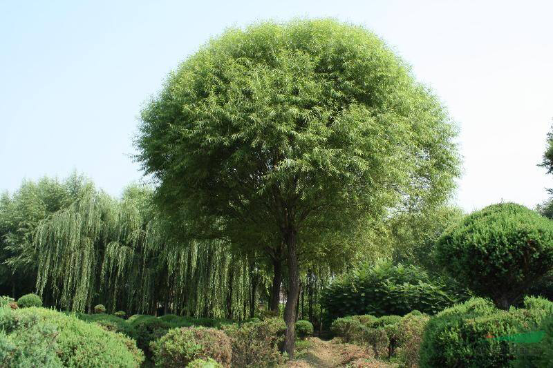 馒头柳价格的历史地位与变迁探究