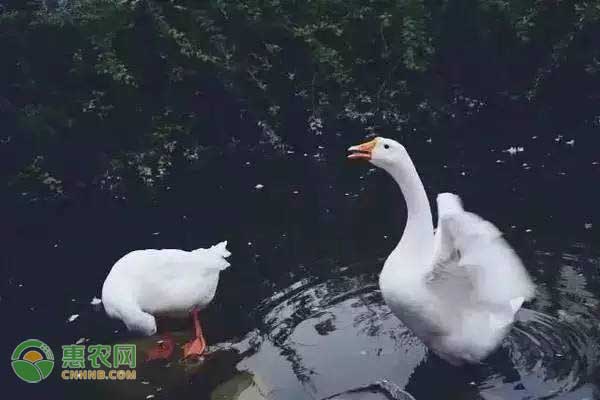 小巷美食秘境探索