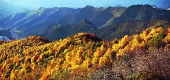 安微黄豆最新价格行情与探索自然美景之旅