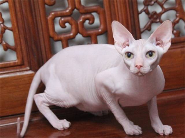 无毛猫价格深度解析与观点阐述