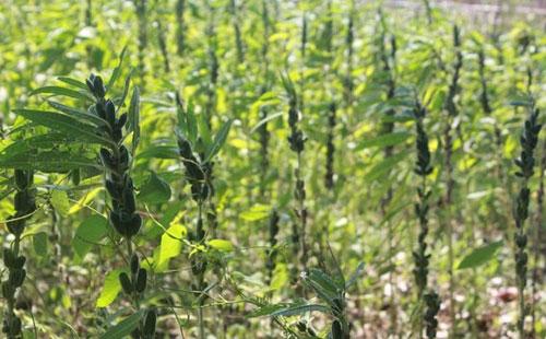 湖北芝麻最新价格与科技革新，芝麻虽小，潜力巨大