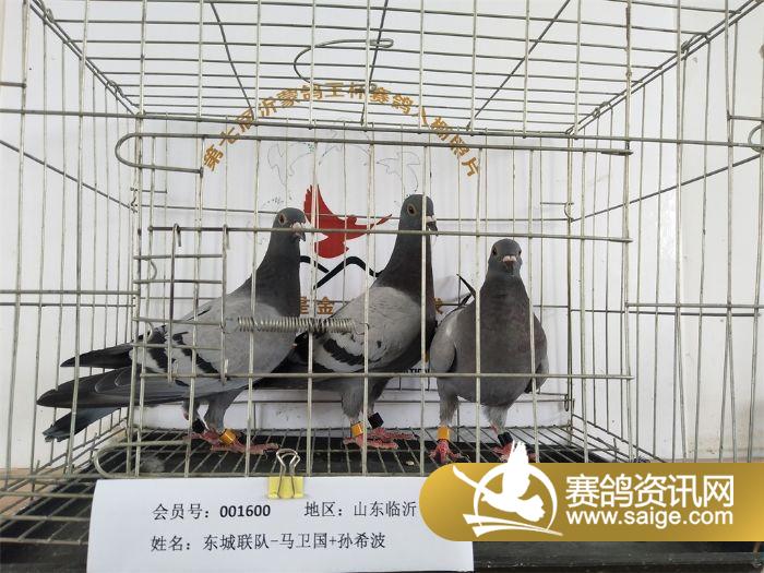 东山公棚最新动态揭秘，现代化公棚的面纱揭晓