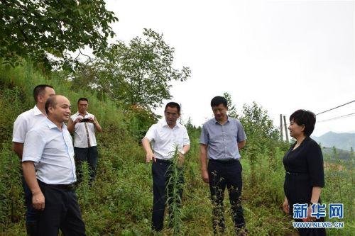 青川青青溪，自然美景探索之旅，心灵洗涤与觉醒的最新消息